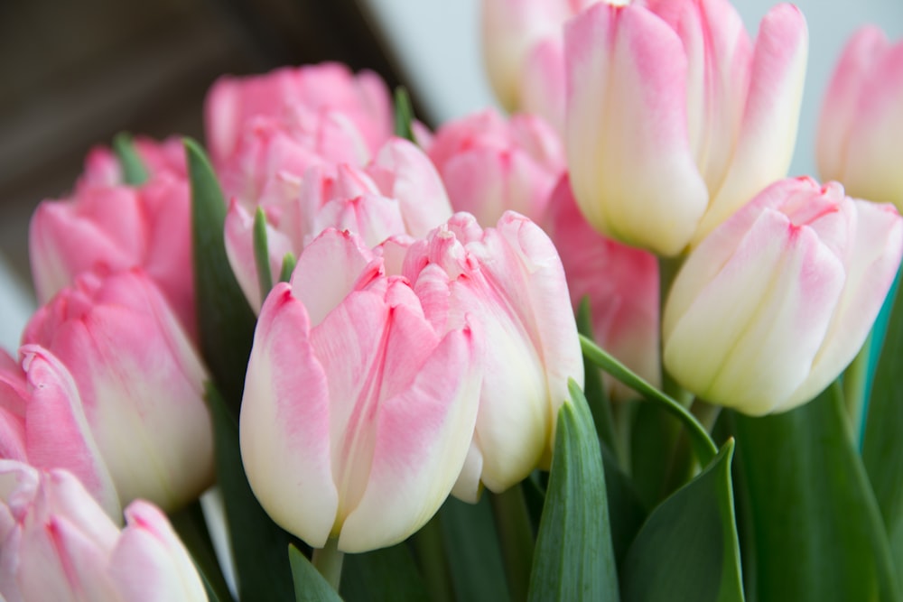 pink and white tulips in bloom during daytime