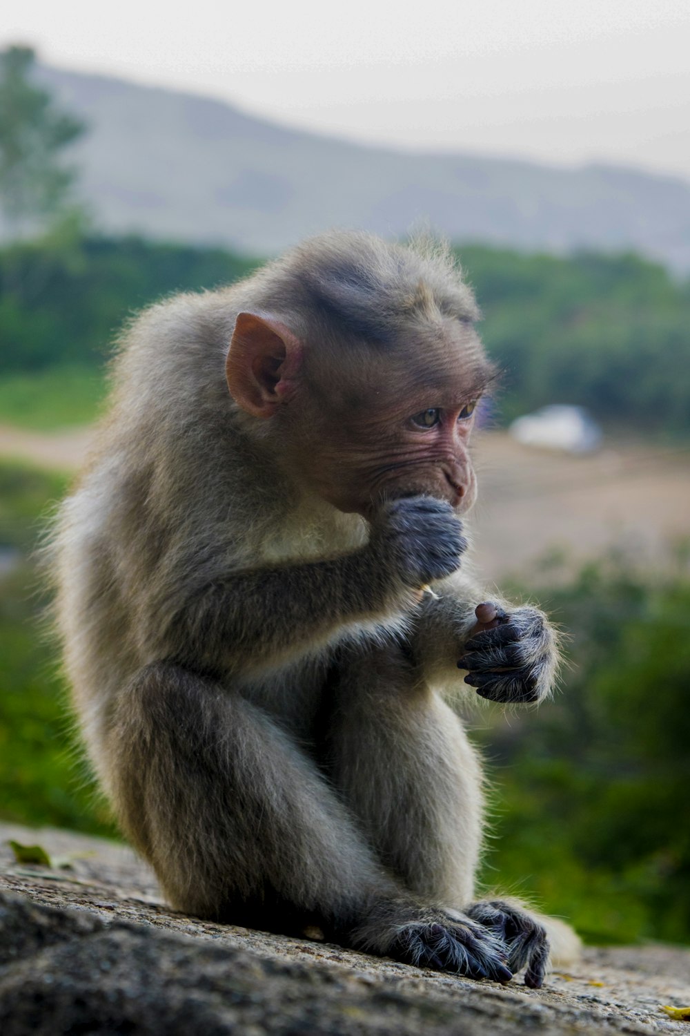 brown monkey on green grass during daytime