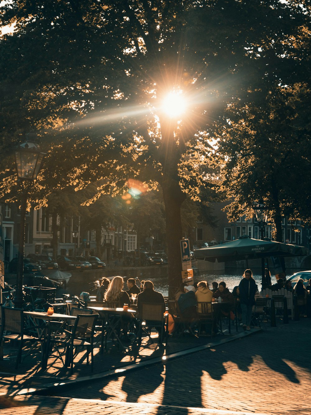 people sitting on chairs near trees during night time