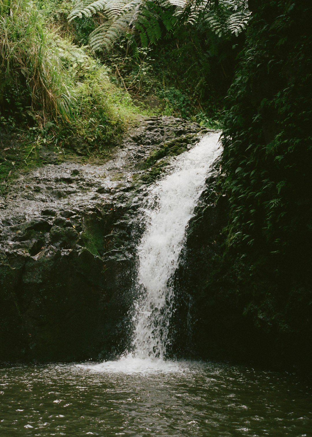 water falls in the middle of the forest