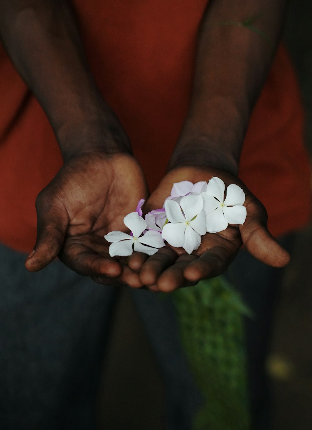 white flowers on persons hand