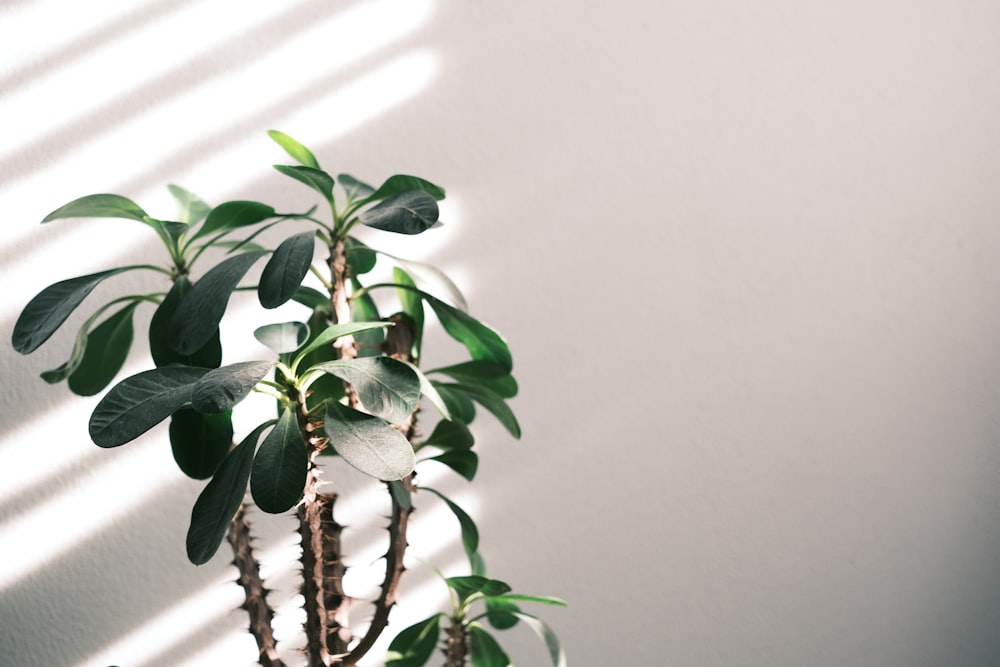 green plant on white wall