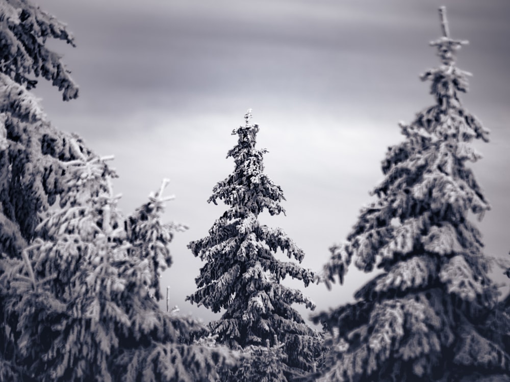grayscale photo of snow covered pine trees