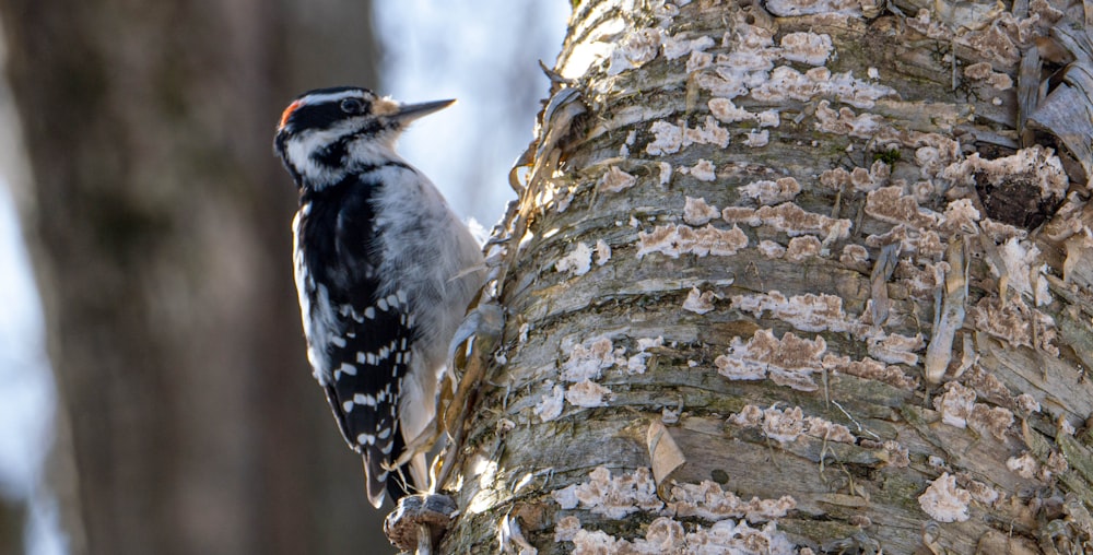 black and white bird on brown tree branch