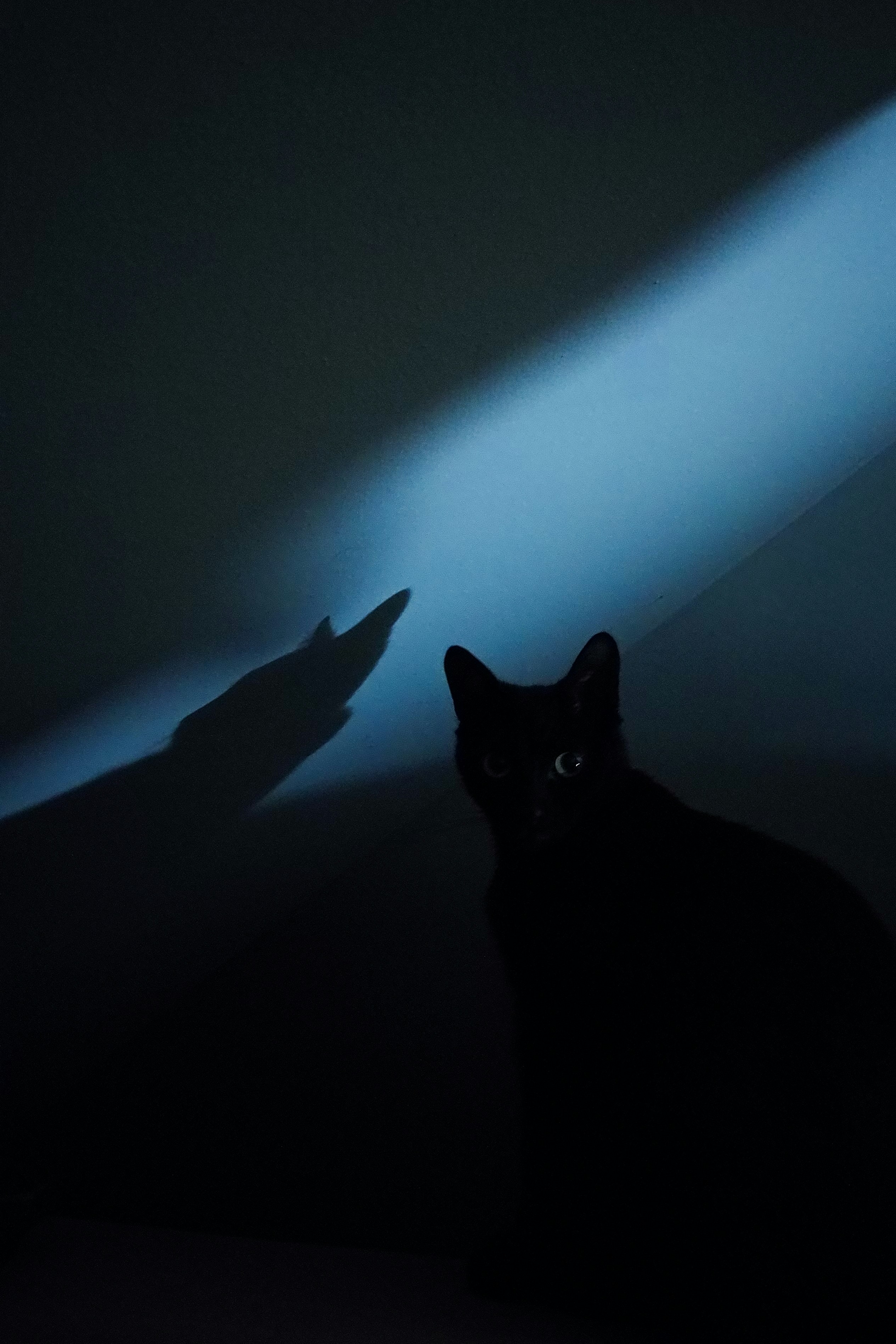 photo-1615833721652-020763a89498?ixid=M3wxMjA3fDB8MXxzZWFyY2h8MjB8fGNoYXQlMjB1ciUyMGJhdHxlbnwwfHx8fDE3NDQ1NjYzNDZ8MA\u0026ixlib=rb-4.0.3