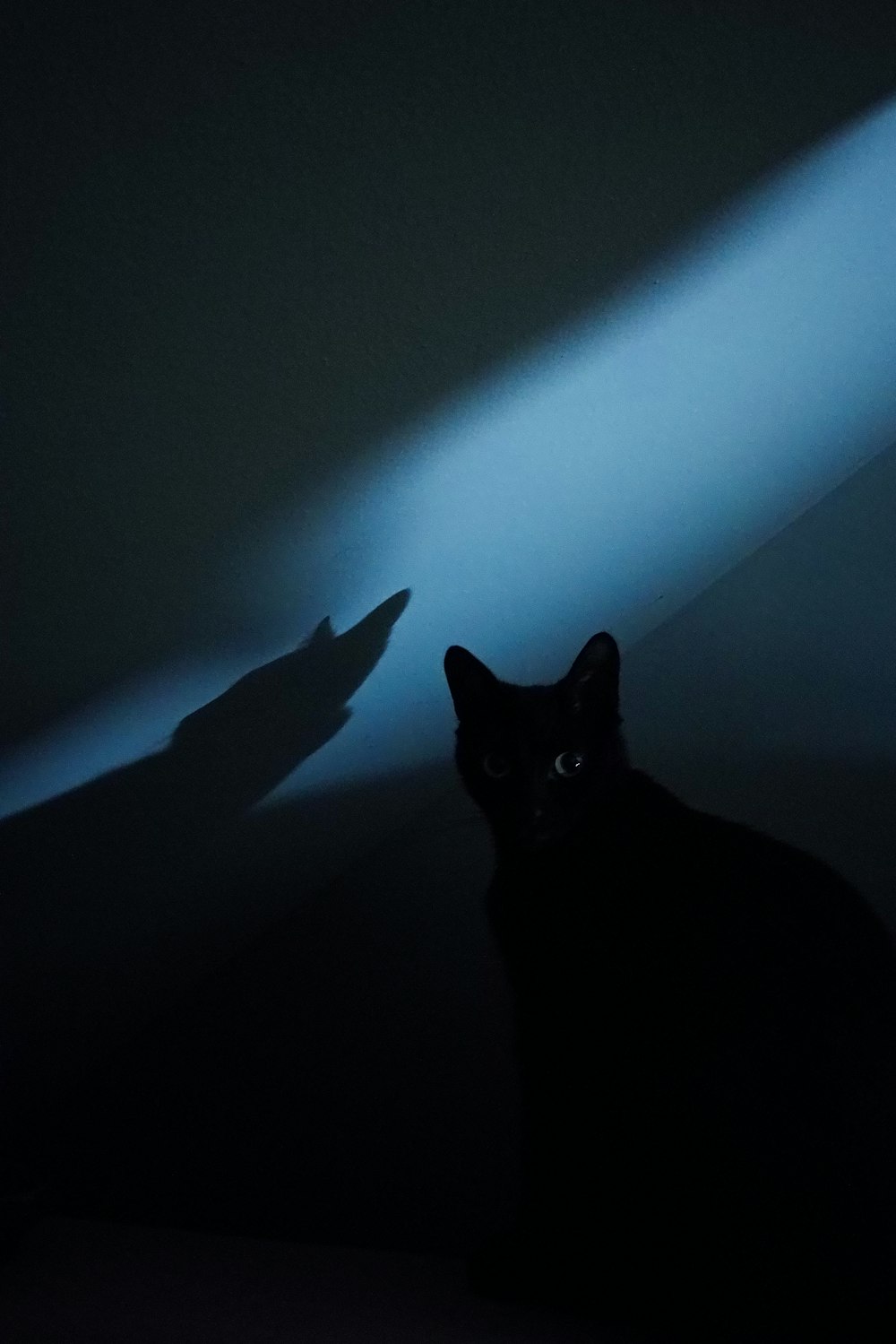 a black cat sitting in a dark room