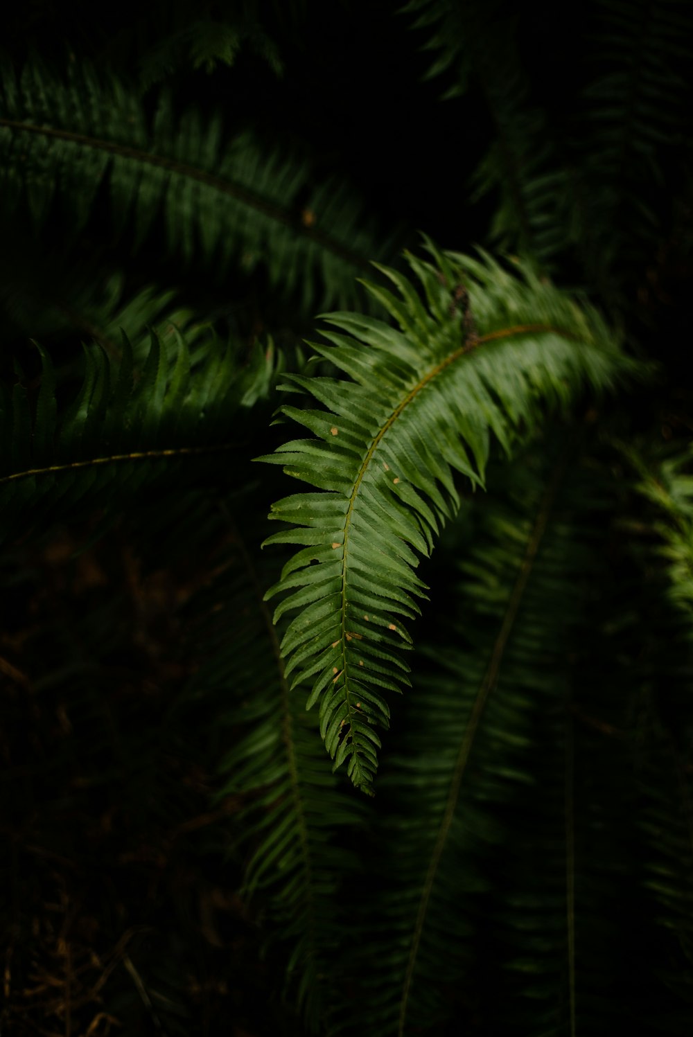 クローズアップ写真の緑のシダ植物