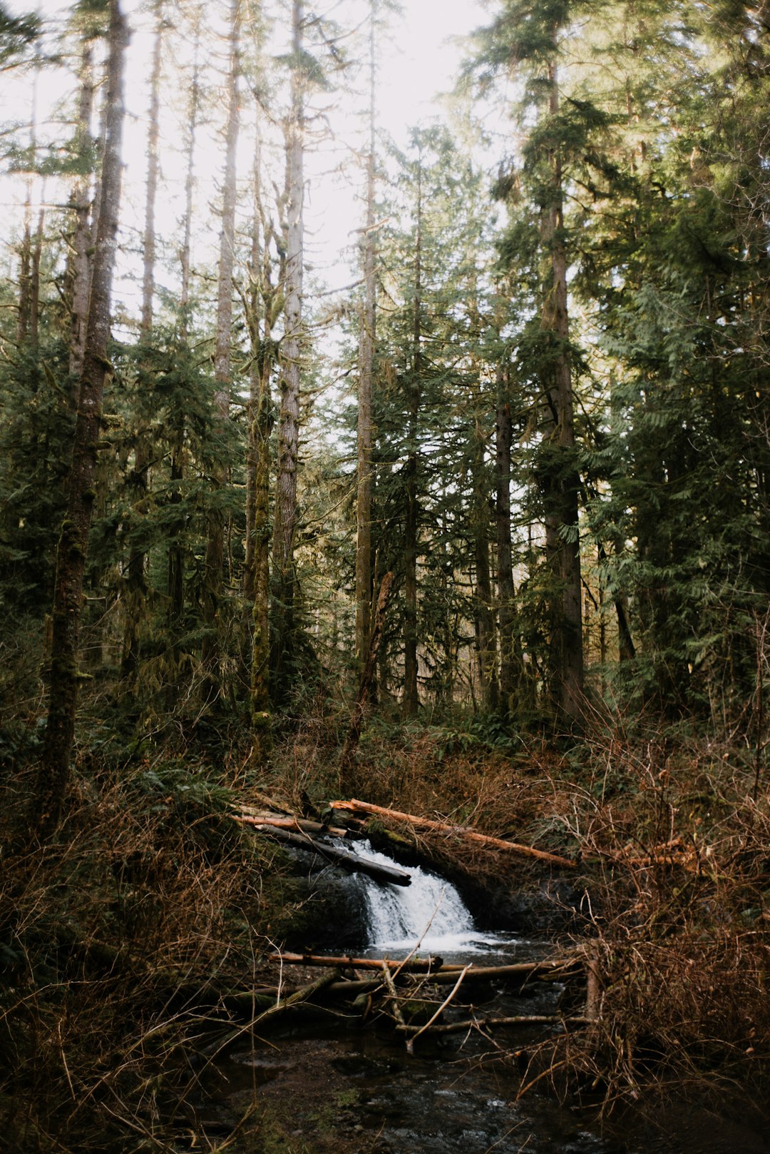 green trees on forest during daytime