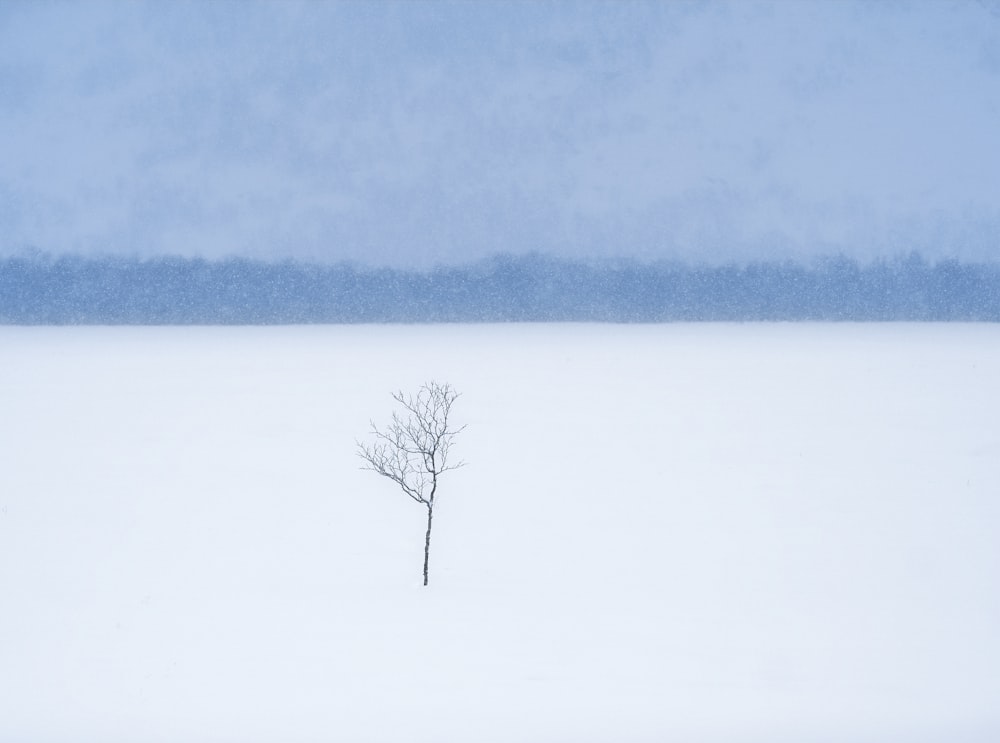 leafless tree on snow covered ground