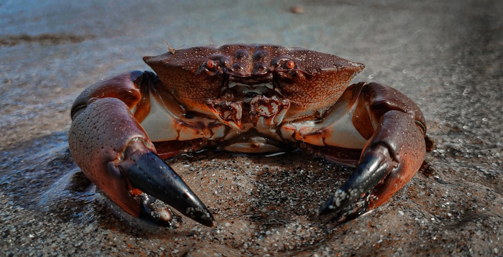 昼間の灰色の砂浜の茶色のカニ