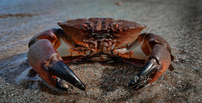 Crustaceans