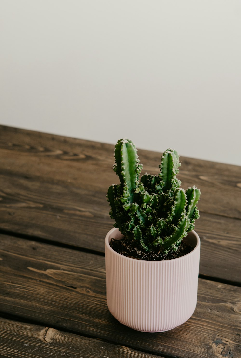 green cactus plant in brown clay pot