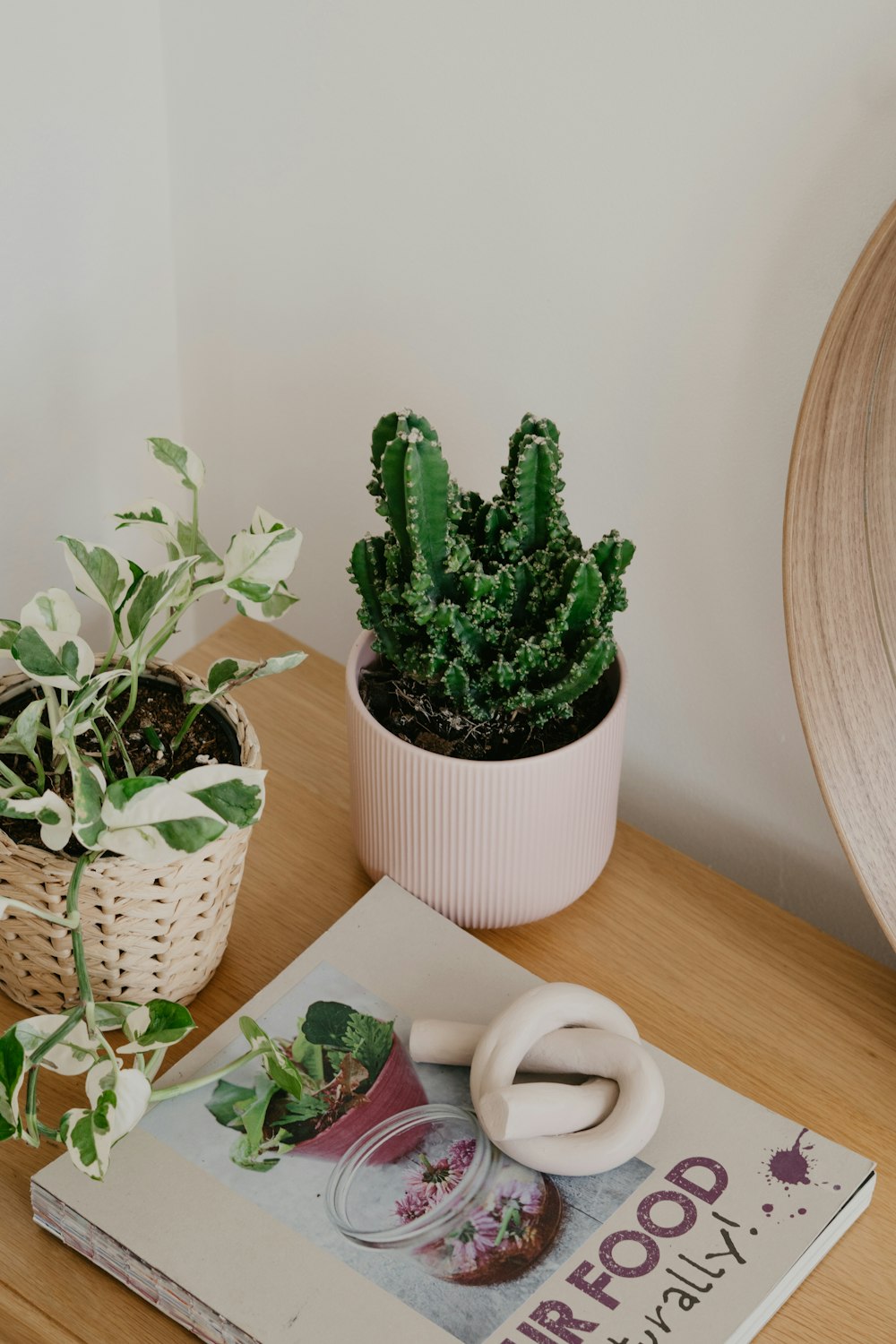 pianta di cactus verde su vaso di ceramica bianca