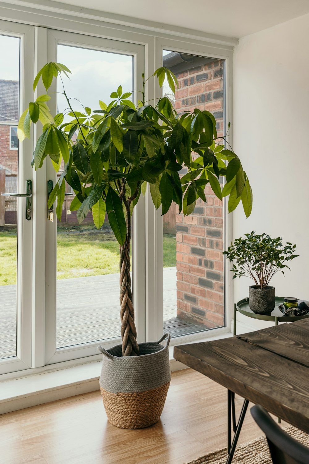grüne Topfpflanze auf braunem Holztisch