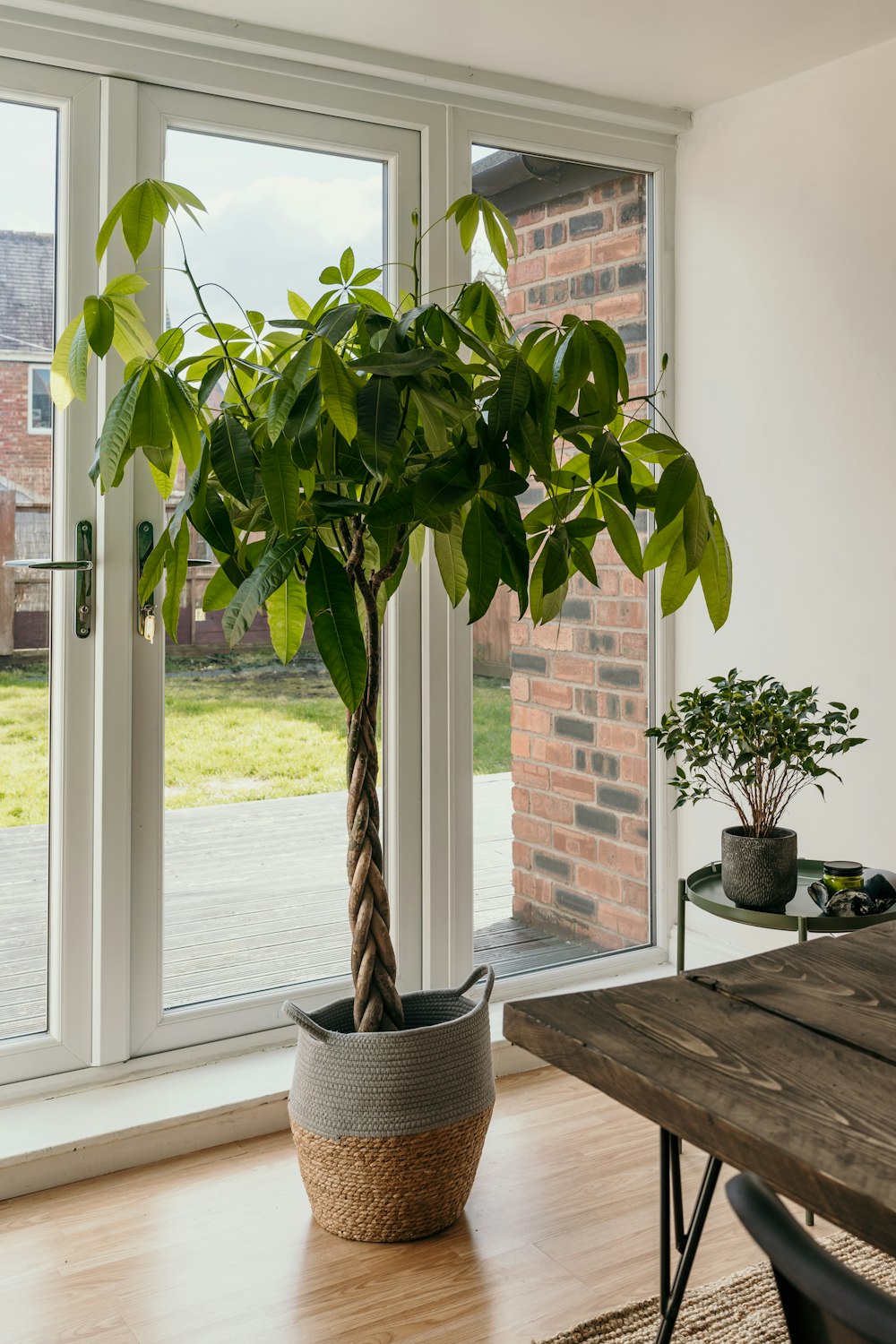 green potted plant on brown wooden table