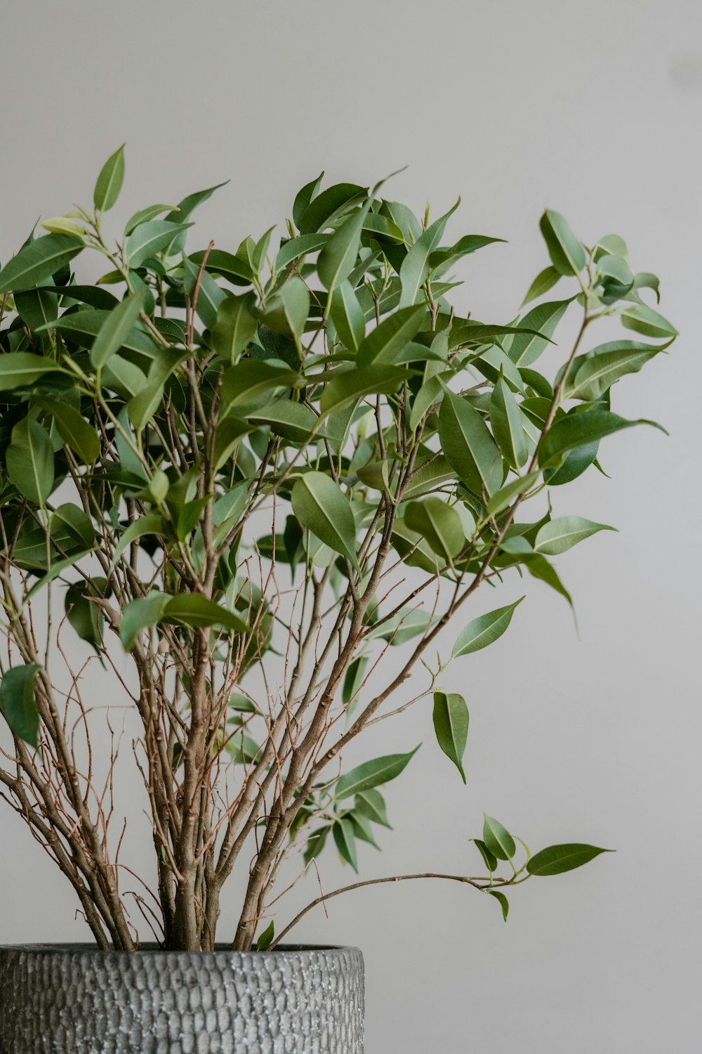 green leaves with white background