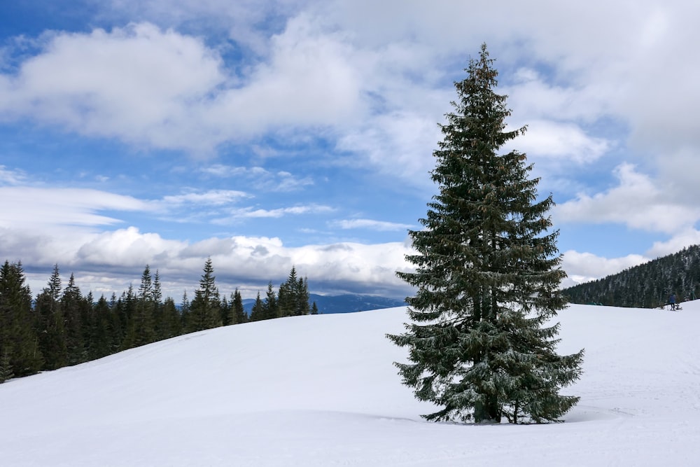 pinos verdes en el suelo cubierto de nieve bajo nubes blancas y cielo azul durante el día