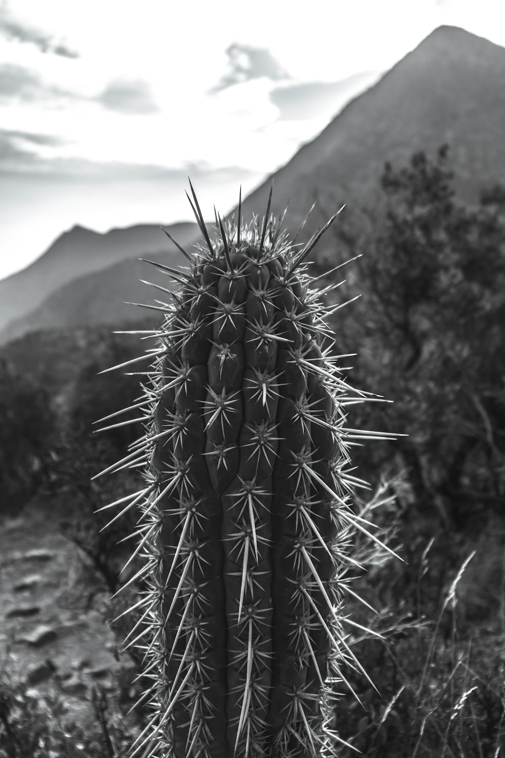 green cactus in front of mountain during daytime