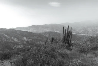 A serene Andean landscape at sunset with mountains, rivers, and traditional plants like huachuma and palo santo.