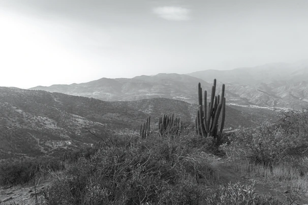 A serene Andean landscape at sunset with mountains, rivers, and traditional plants like huachuma and palo santo.