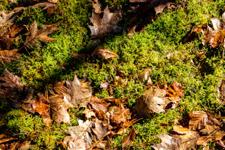 brown dried leaves on ground