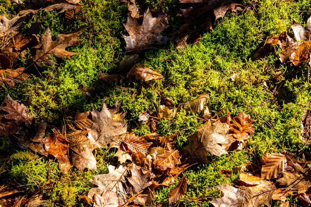 brown dried leaves on ground