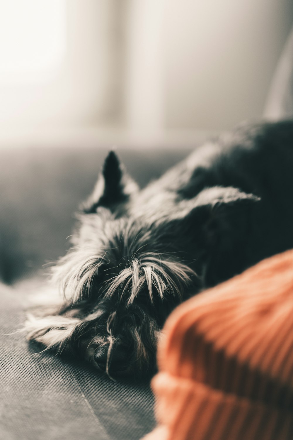 black and white long coat small dog lying on floor