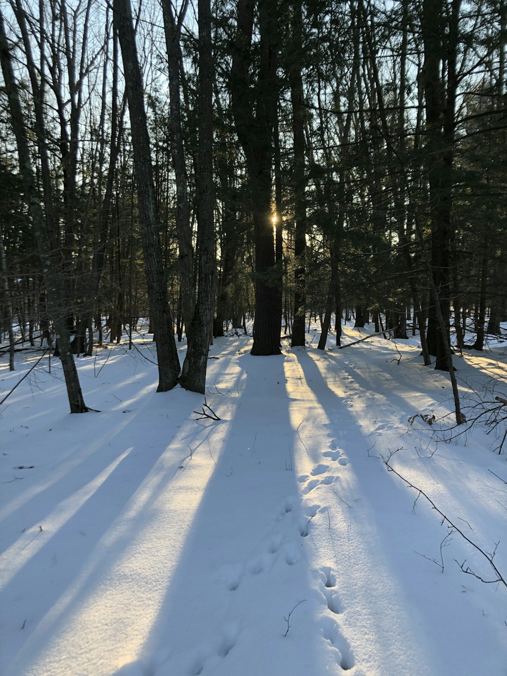 snow covered field and trees during daytime