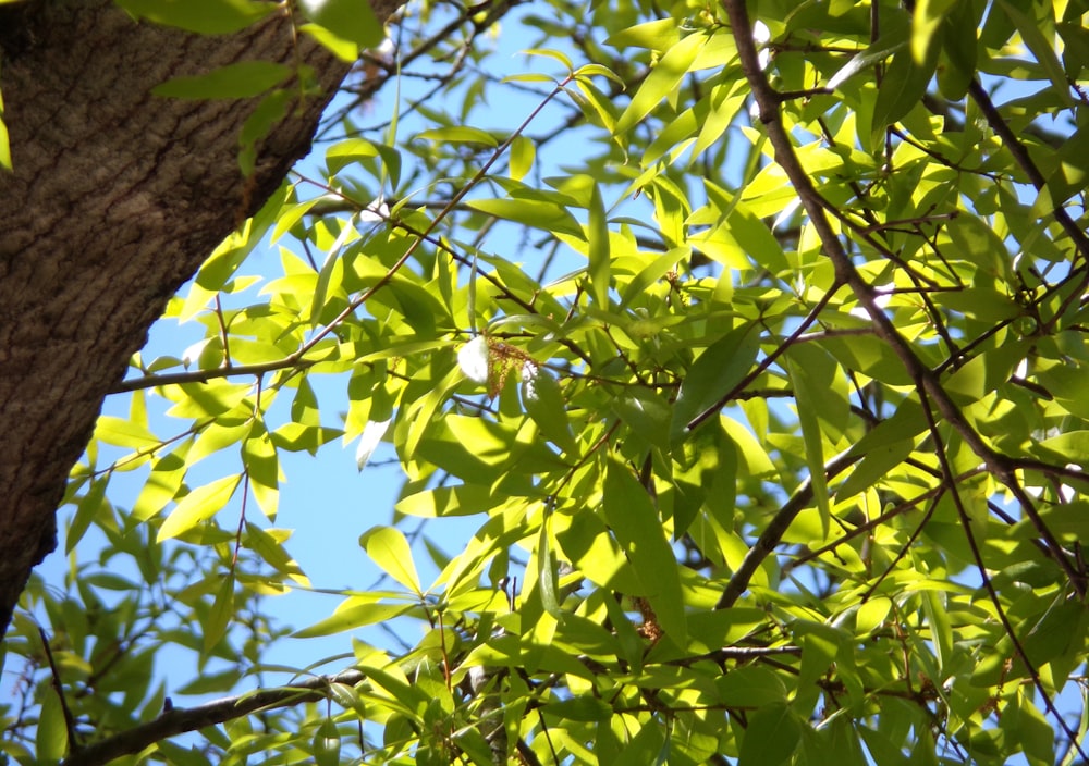 green leaves on brown tree