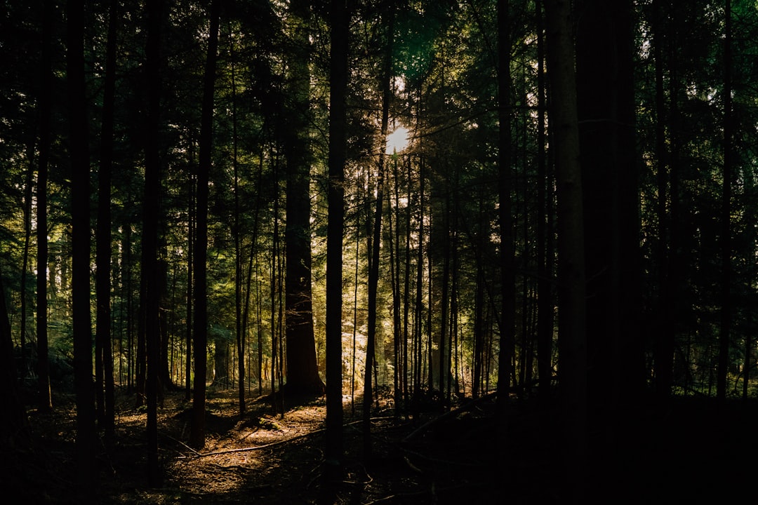 green trees on forest during daytime