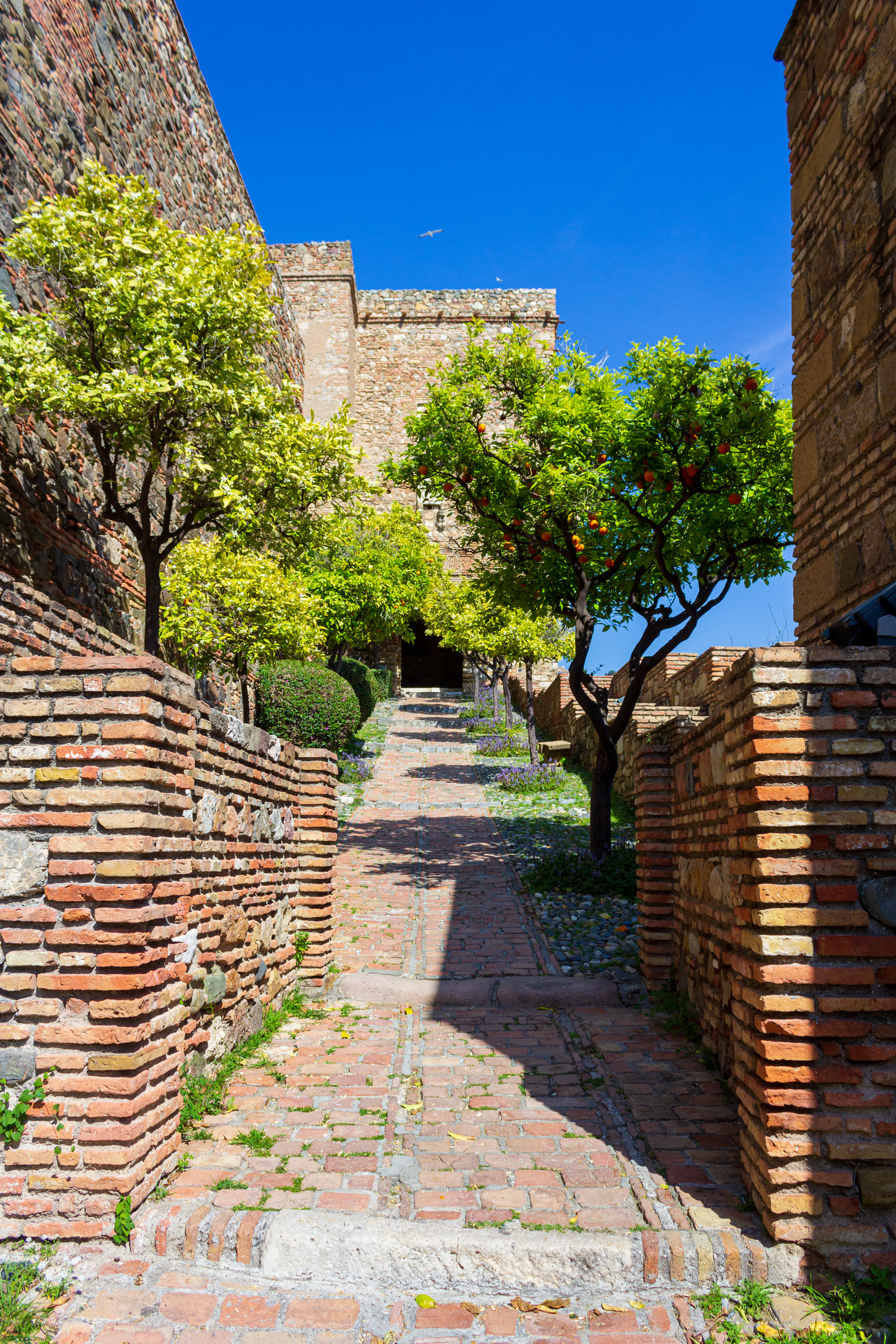 A quiet brick-paved ramp climbing between low walls inside Malaga's Alcazaba, lined with orange trees in fruit and leading to a shaded gateway in the fortress wall.