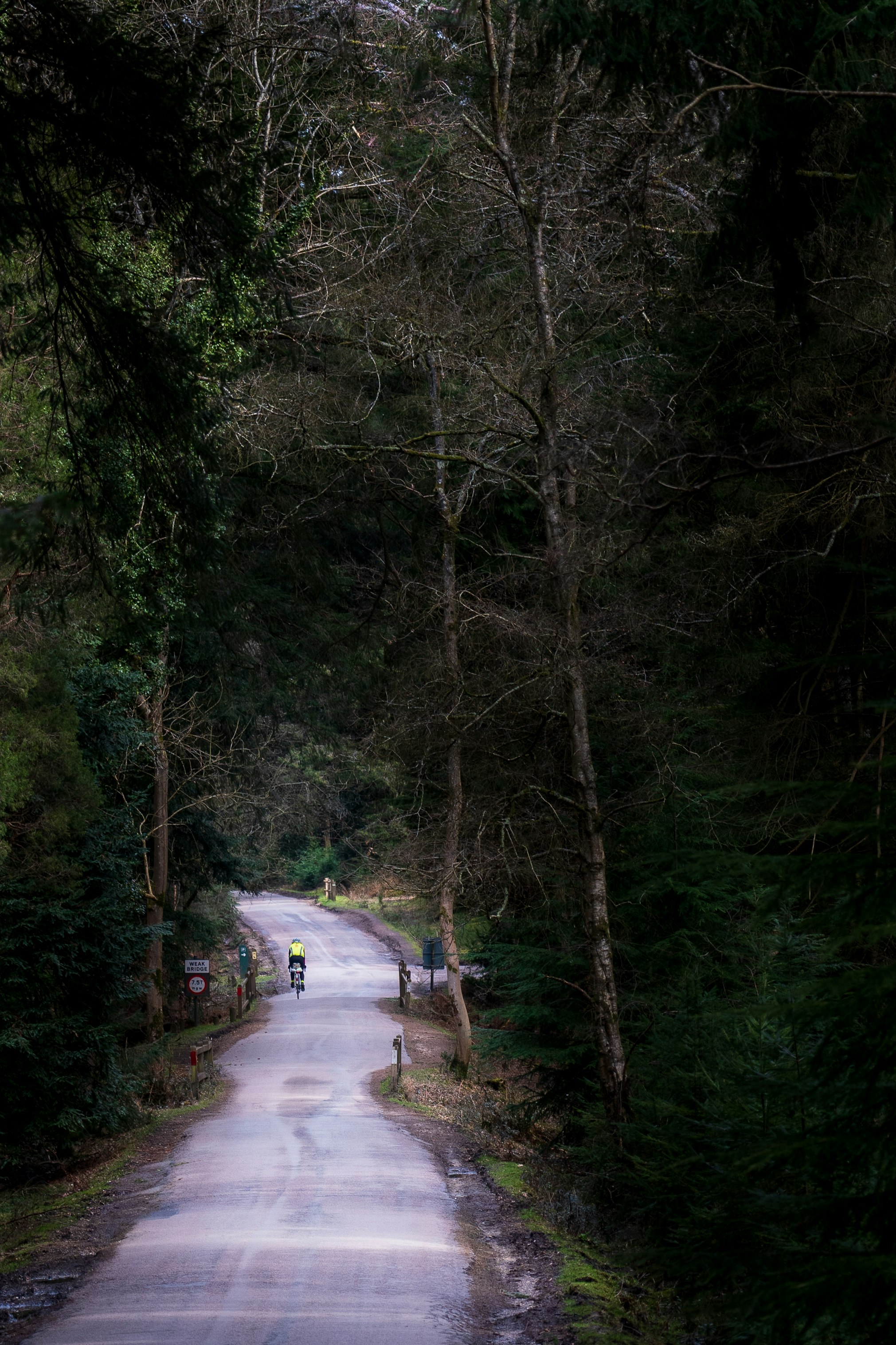 gray asphalt road in the middle of green trees