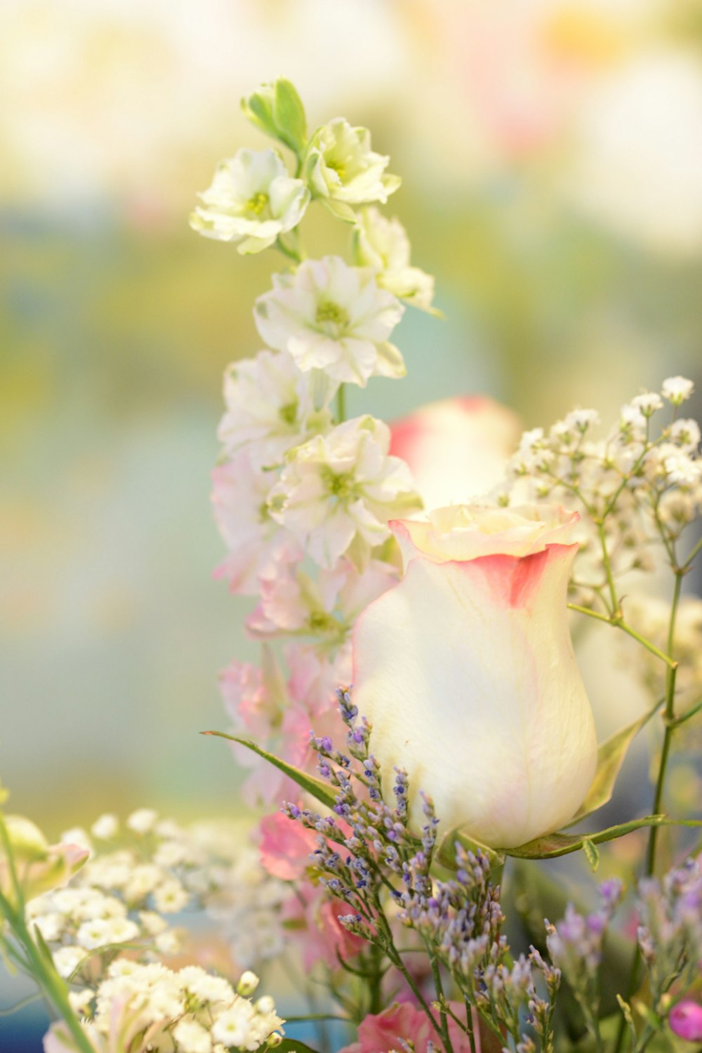 white and pink flower on brown stem