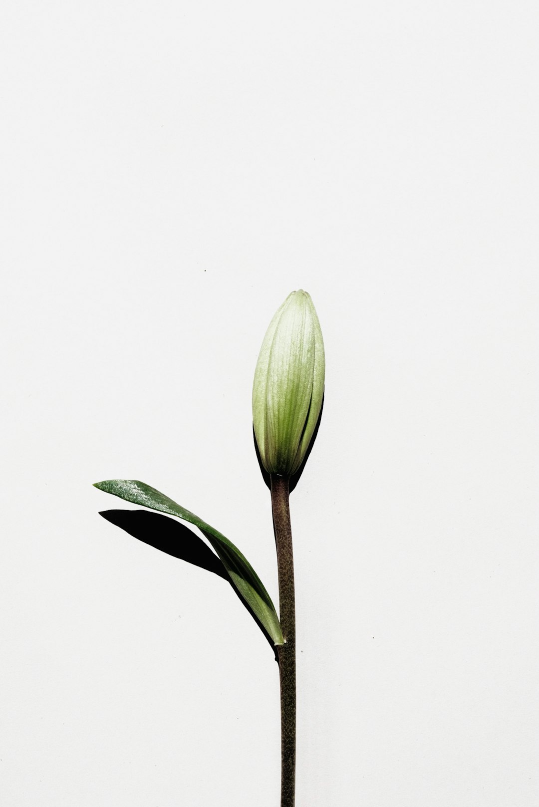 white tulip flower in close up photography