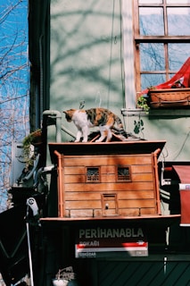 white and brown cat on brown wooden box