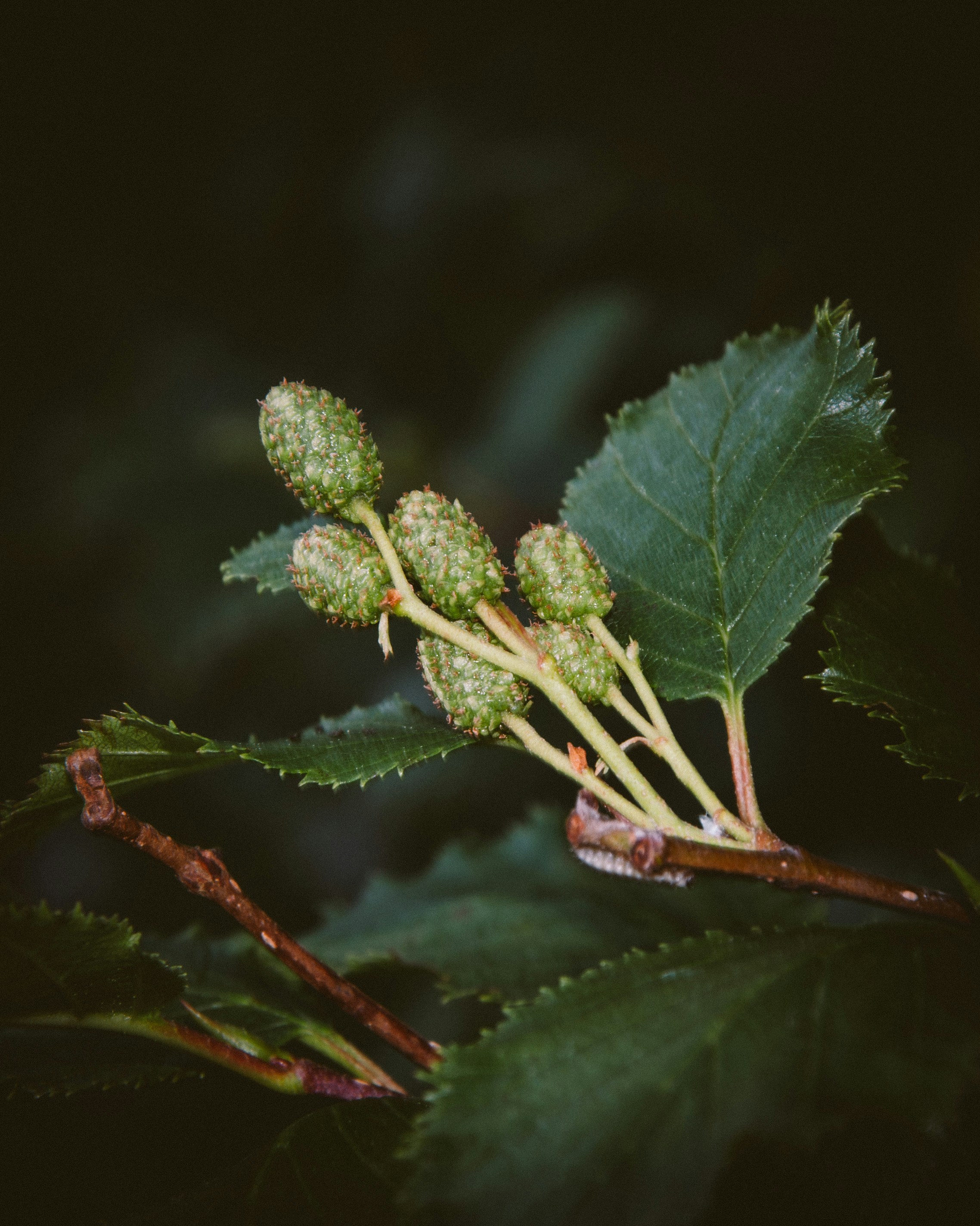green plant in close up photography