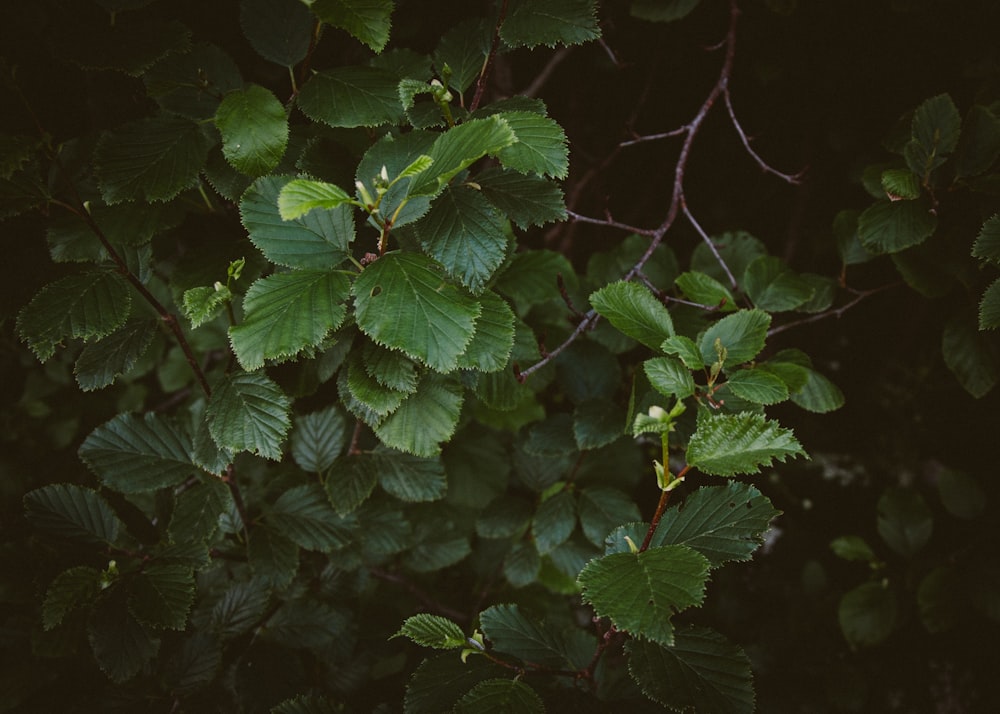 green leaves plant during night time