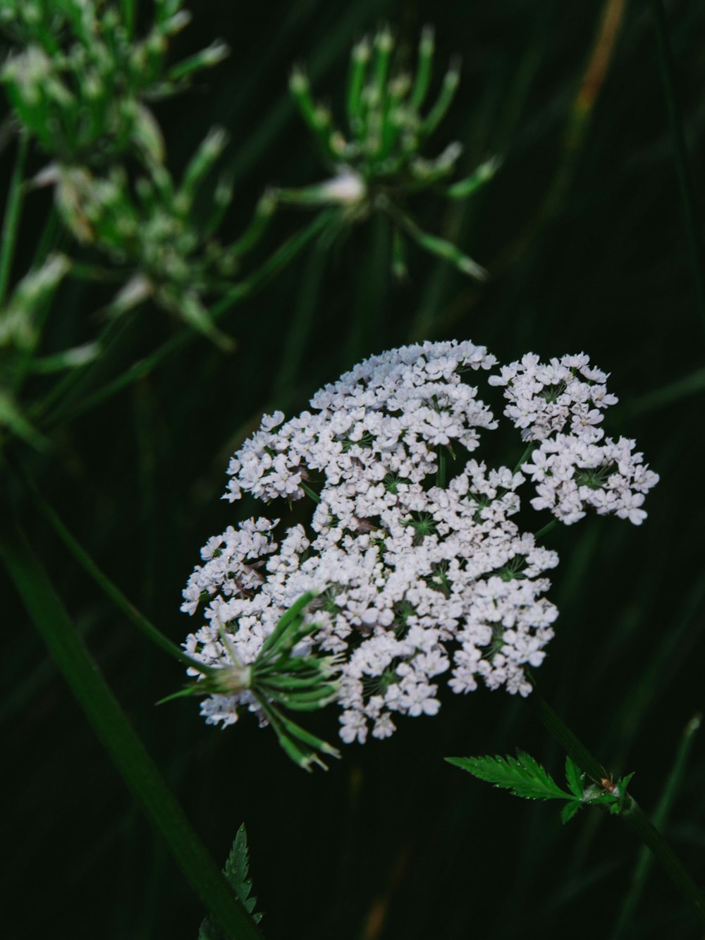 white flowers in tilt shift lens