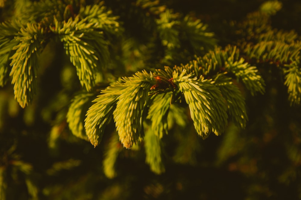 green fern plant in close up photography