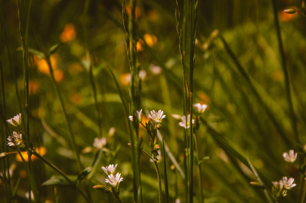 white and yellow flower in tilt shift lens