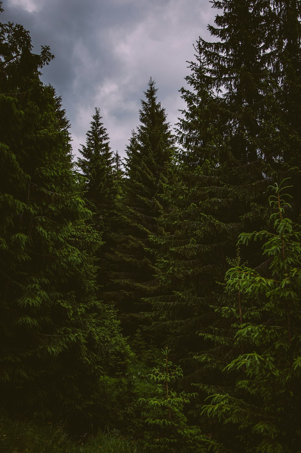 green pine trees under blue sky during daytime