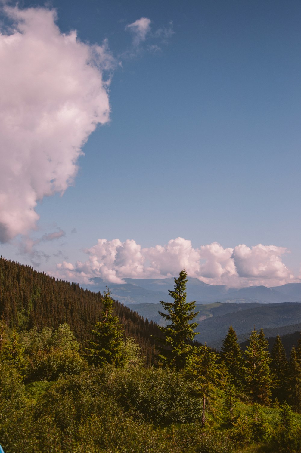 green trees under white clouds and blue sky during daytime