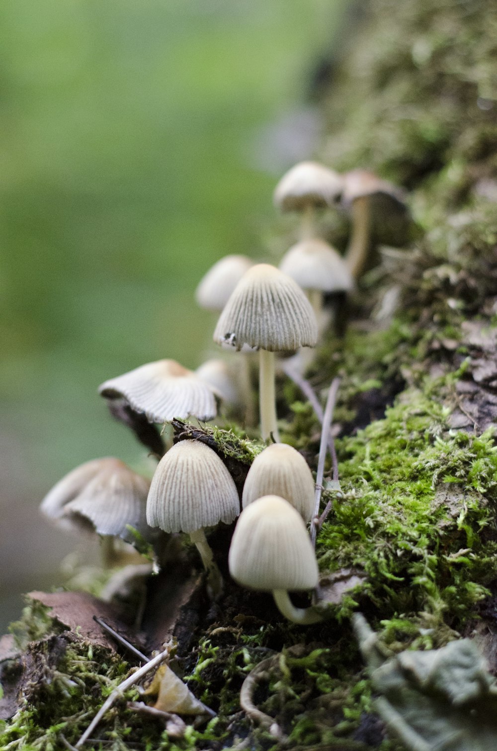 white mushrooms on green grass during daytime