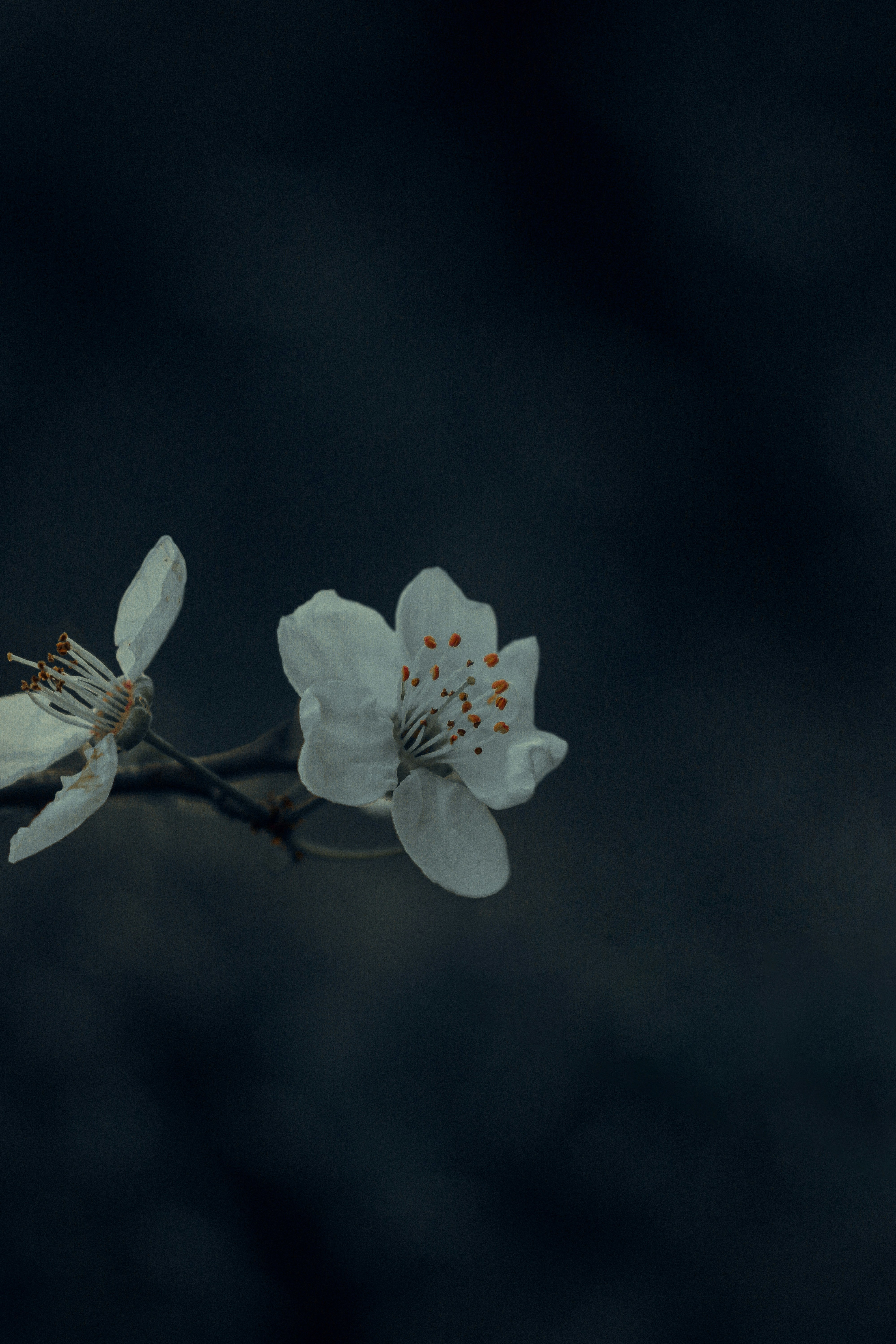 Photo by atahandemir