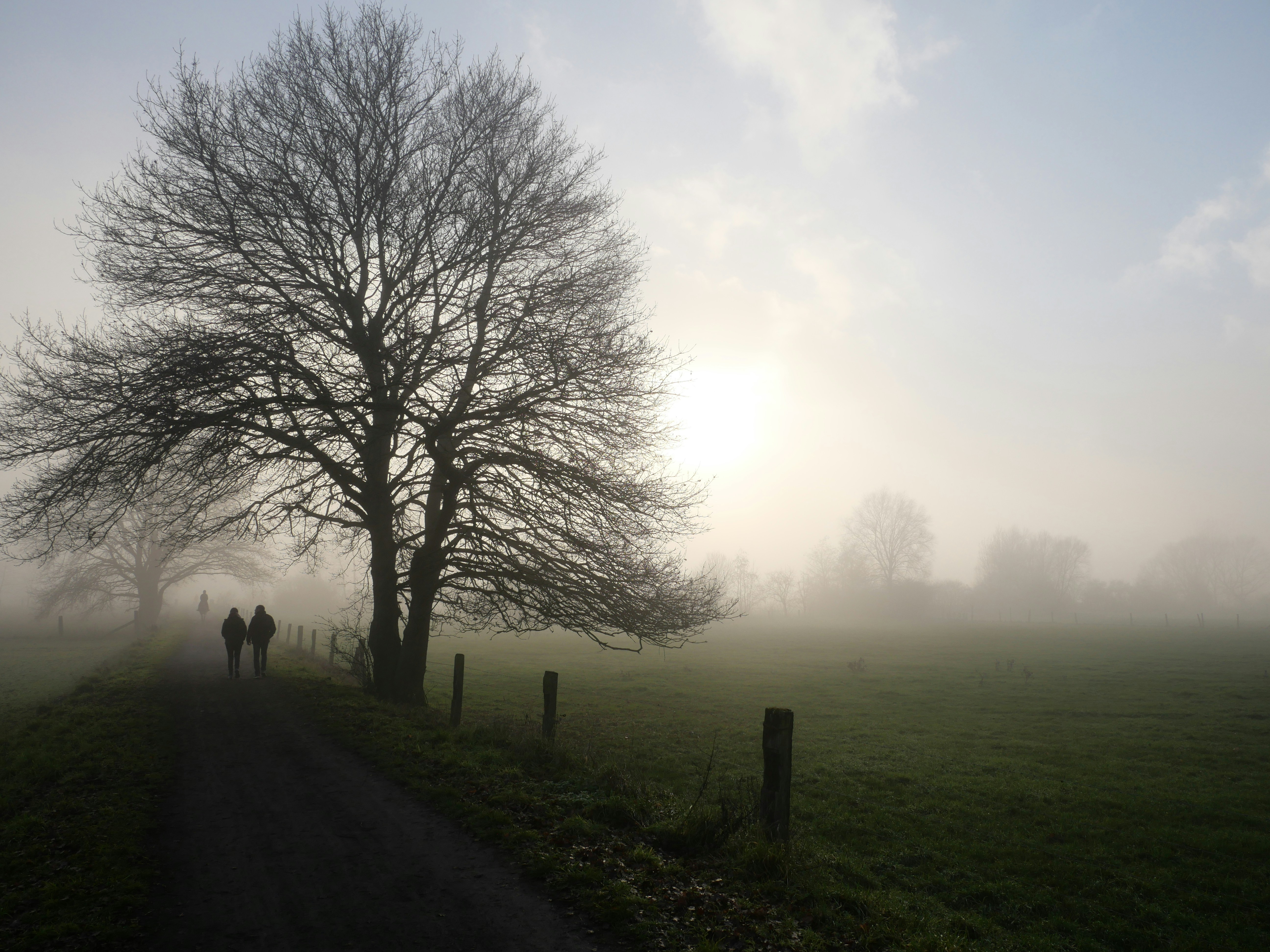 Photograph of a foggy dawn landscape with a large leafless tree beside a dirt path and two walkers fading into the mist.