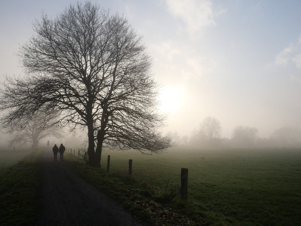 person walking on green grass field near bare trees during foggy day