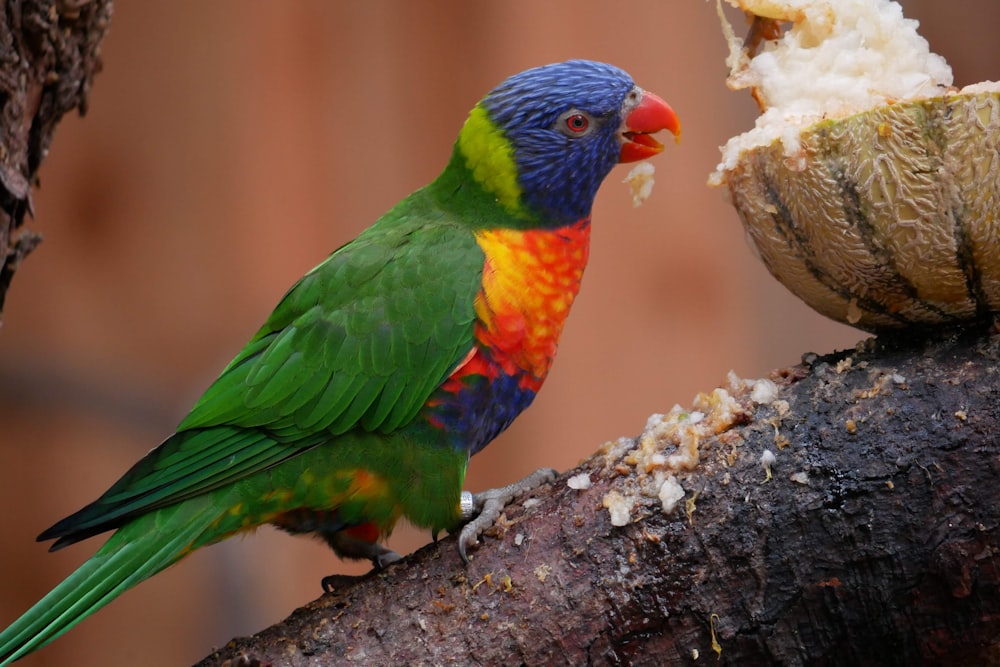 green blue and orange bird on brown tree branch