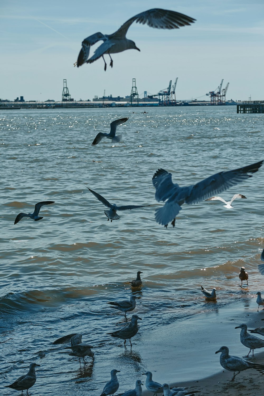 flock of birds flying over the sea during daytime