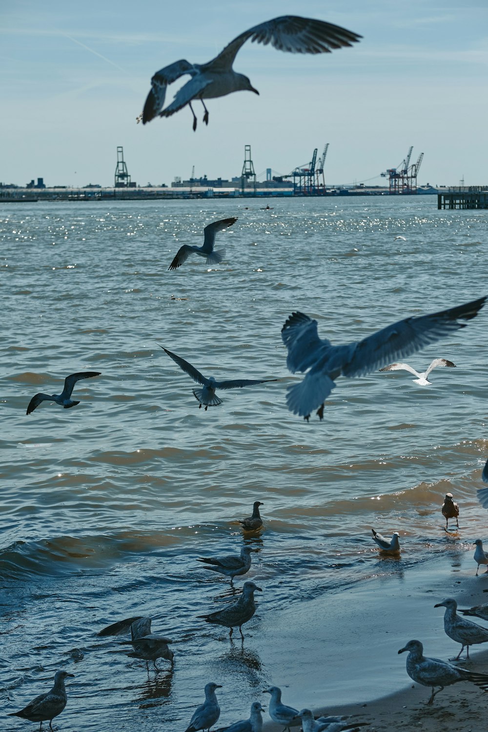 bando de pássaros voando sobre o mar durante o dia
