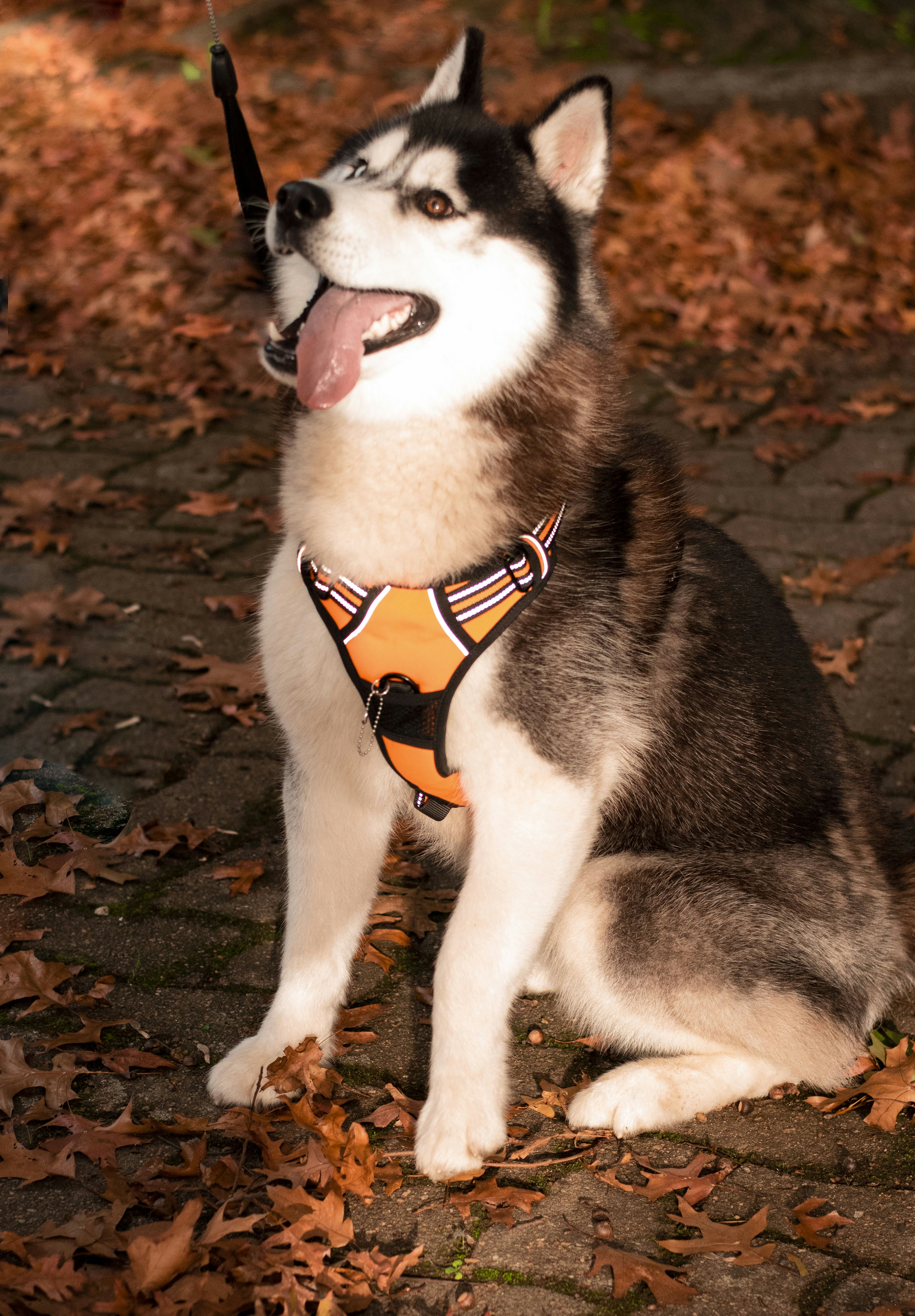 Cucciolo di husky siberiano bianco e nero con collare rosso su pavimento in  cemento marrone e nero foto – Immagine gratis di Animale su Unsplash, image size:3000x4316